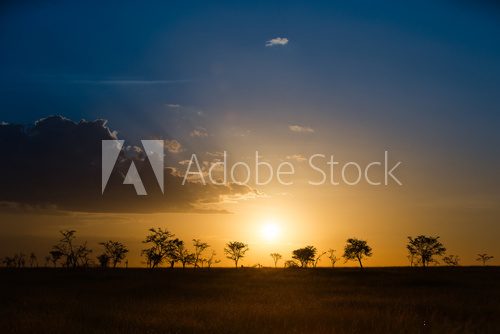 Fototapeta Serengeti savannah in misty sunset light