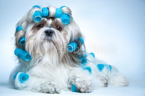 Fototapeta Shih tzu dog