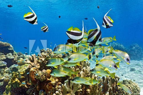 Fototapeta Shoal of fish on the coral reef