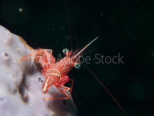 Fototapeta shrimp underwater