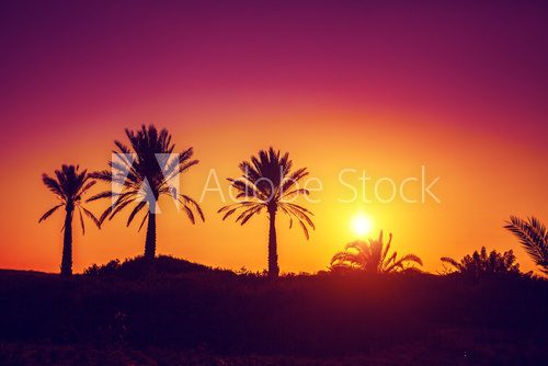 Fototapeta Silhouette of palm trees at sunset