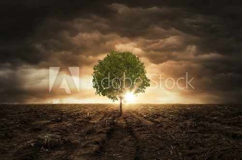 Fototapeta Single tree left on the chopped out forest over dramatic sky with copy space