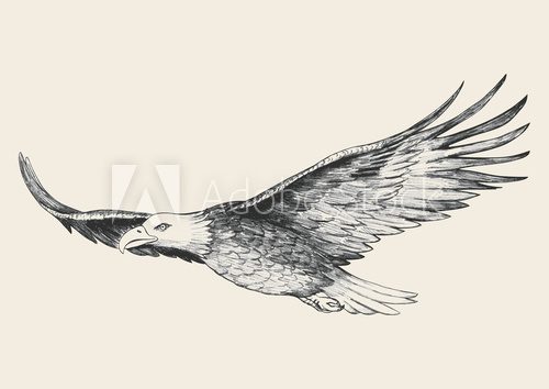 Fototapeta Sketch illustration of a soaring eagle