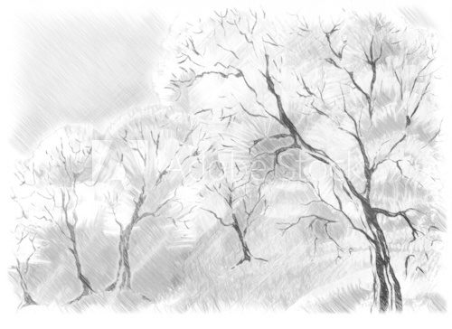 Fototapeta Sketch of the trees