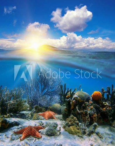 Fototapeta Sky sunset and underwater corals with sea stars