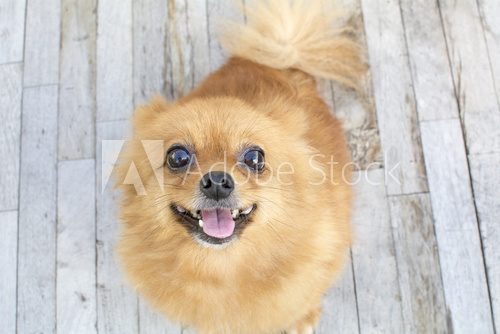 Fototapeta smiling brown Pomeranian dog sit on wood background