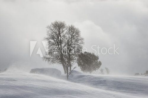 Fototapeta Snow blizzard