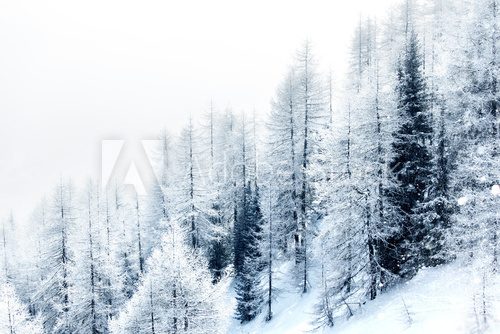 Fototapeta Snow covered forest