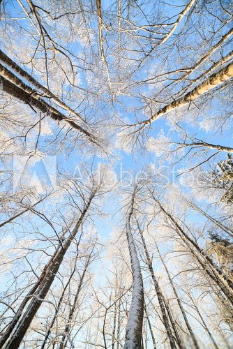 Fototapeta Snow covered tree perspective view looking up