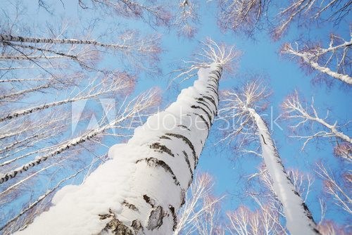Fototapeta Snowbound birch trunks rising to bright blue sky