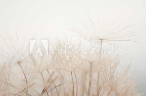 Fototapeta soffioni al cielo