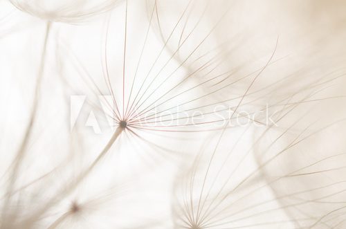 Fototapeta soffioni