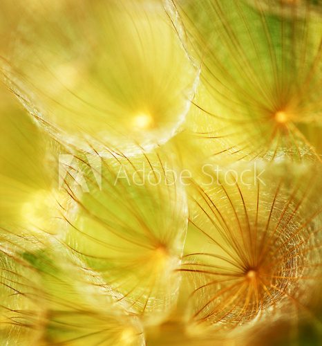 Fototapeta Soft dandelion flower
