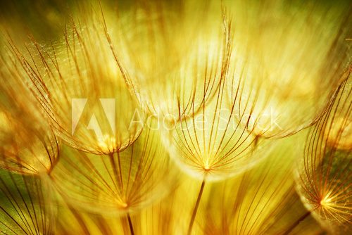 Fototapeta Soft dandelion flowers