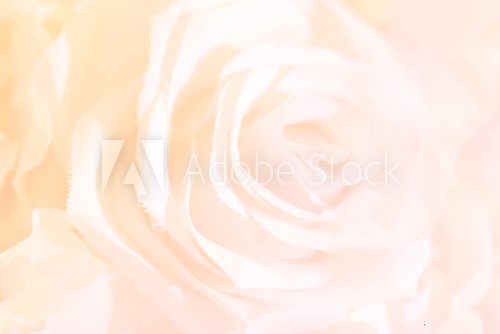 Fototapeta Soft focus of roses flower on sweet color