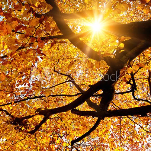 Fototapeta Sonne strahlt durch Baum im Herbst