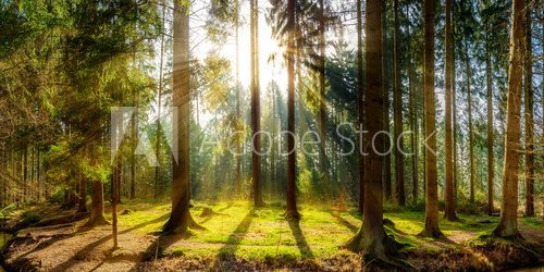 Fototapeta Sonnenaufgang auf einer Lichtung im Wald