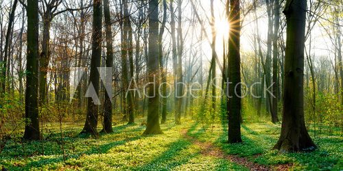 Fototapeta Sonnenaufgang im Wald