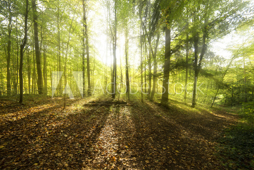 Fototapeta Sonnenbeschienene LaubbÃ¤ume im Wald