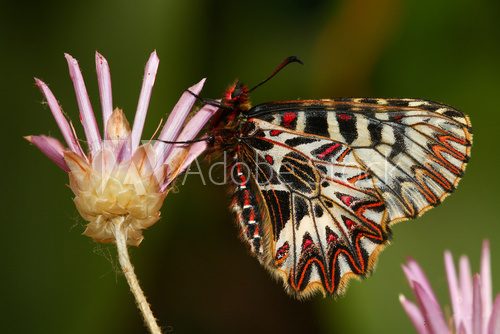 Fototapeta Southern festoon,  Zerynthia polyxena