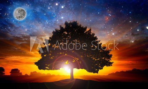 Fototapeta Space tree