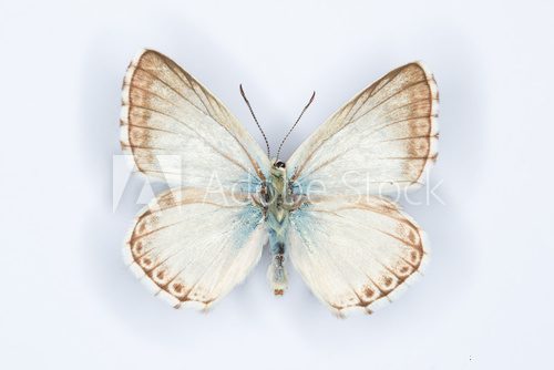 Fototapeta Spanish Chalk-hill Blue butterfly on white