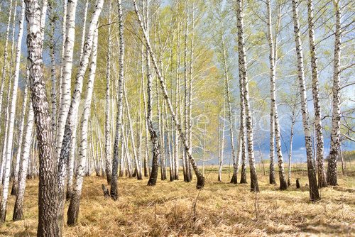 Fototapeta spring birch forest