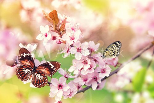 Fototapeta Spring blossoms with butterfly.