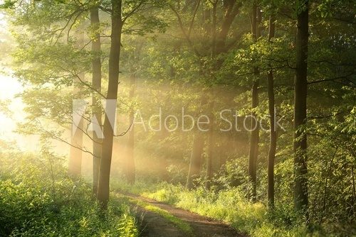 Fototapeta Spring deciduous forest on a foggy morning