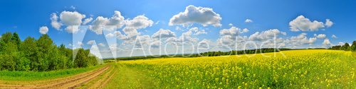 Fototapeta Spring flower field