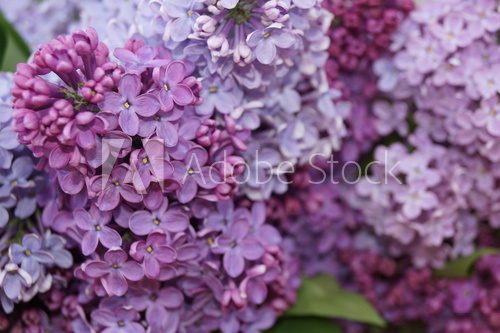 Fototapeta Spring flowers - lilac