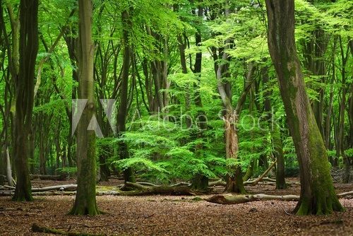 Fototapeta Spring forest in the Netherlands