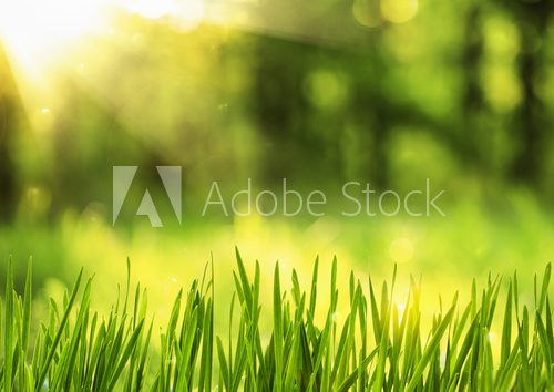 Fototapeta Spring grass in sunlight 