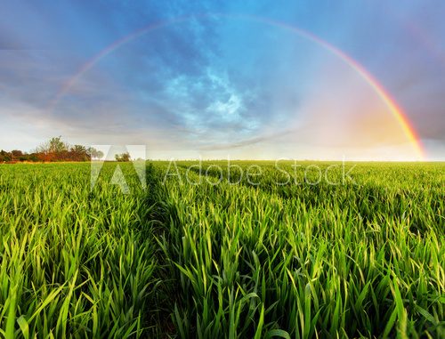 Fototapeta Spring Green field
