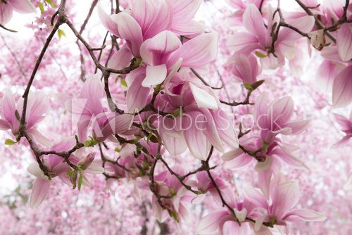 Fototapeta Spring magnolia blossoms