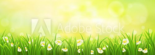 Fototapeta Spring sunny meadow with green grass and daisies