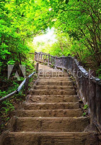 Fototapeta Stairway to forest