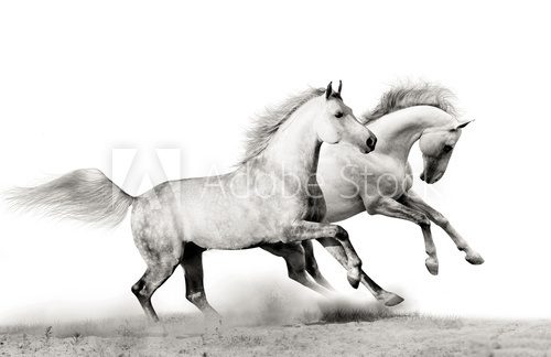 Fototapeta stallions running