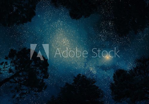 Fototapeta Starry sky through trees
