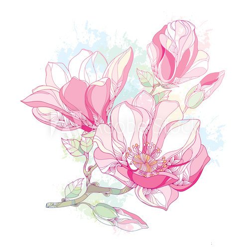 Fototapeta Stem with ornate magnolia flower and buds in pink isolated on white background with blots in pastel color. Floral elements in contour style.