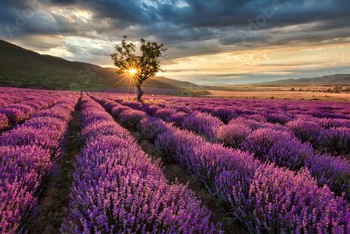 Fototapeta Stunning landscape with lavender field at sunrise