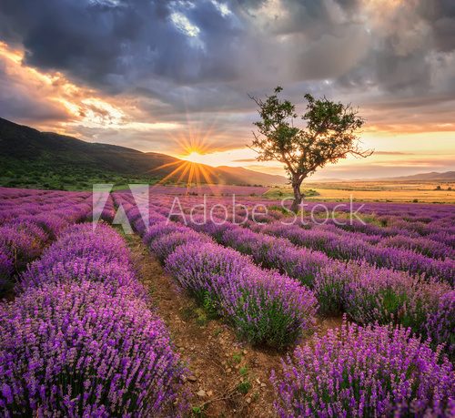 Fototapeta Stunning landscape with lavender field at sunrise