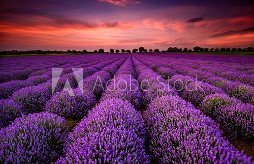 Fototapeta Stunning landscape with lavender field at sunset