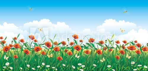 Fototapeta Summer flower meadow