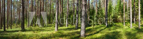 Fototapeta Summer forest panorama