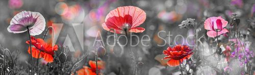 Fototapeta summer meadow with red poppies