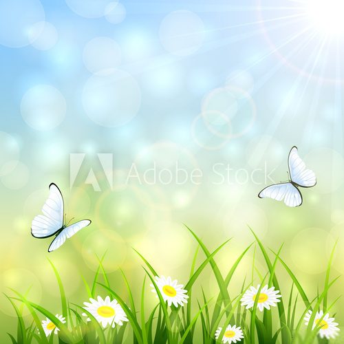 Fototapeta Summer natural background
