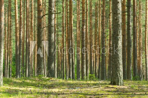 Fototapeta Summer Pine Forest