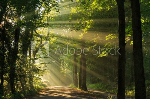 Fototapeta Sun rays shining through the trees in the forrest.