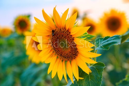 Fototapeta Sunflower field